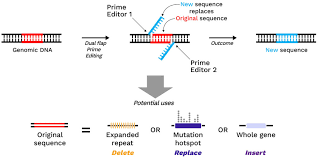 CRISPR 2.0: Editing Genes in Real Time