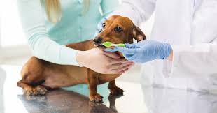 Pet Insurance 101: What Vets Won’t Tell You