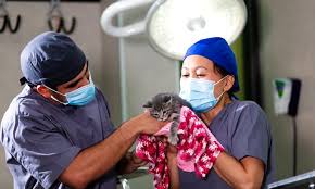 Pet Insurance 101: What Vets Won’t Tell You