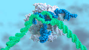 How CRISPR Could Erase Genetic Diseases Forever