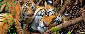 How Satellites Are Saving Endangered Species