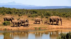 How Satellites Are Saving Endangered Species